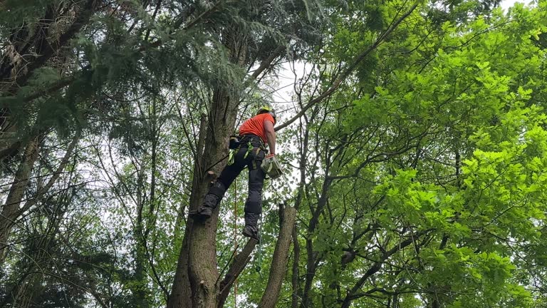 Best Palm Tree Trimming  in University Park, TX